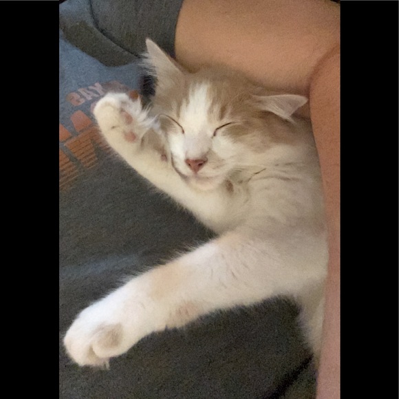 My Man Cat Niko! - Picture 2 of 11